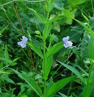 Gauklerblume, blaue