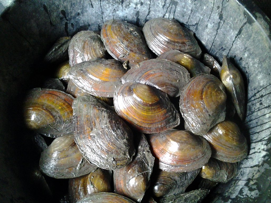 100 Stück Teichmuscheln 10 bis 15 cm (aus Europa)