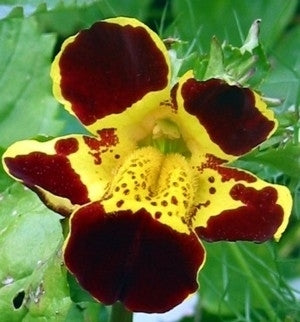 Gauklerblume, getigerte
