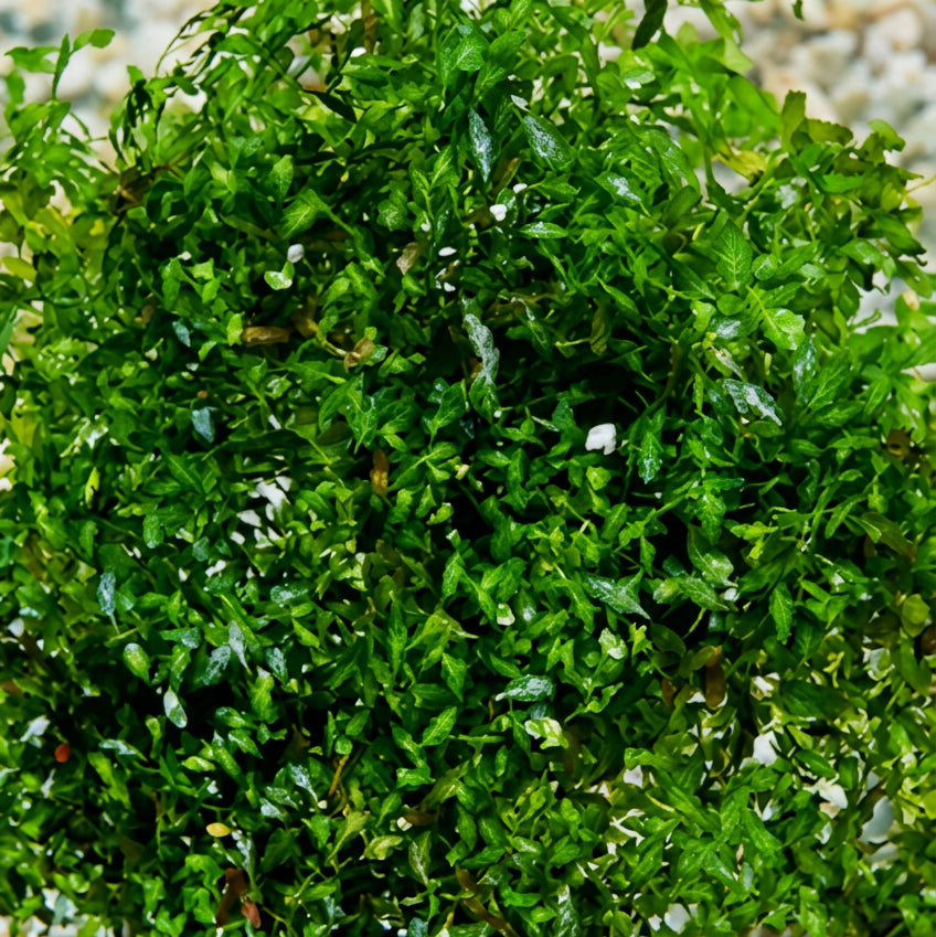 Wasserlinse