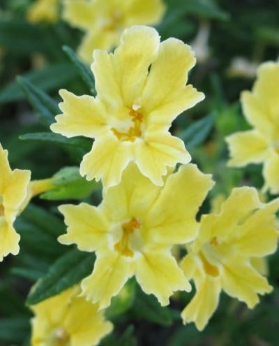 Gauklerblume, weißrandig