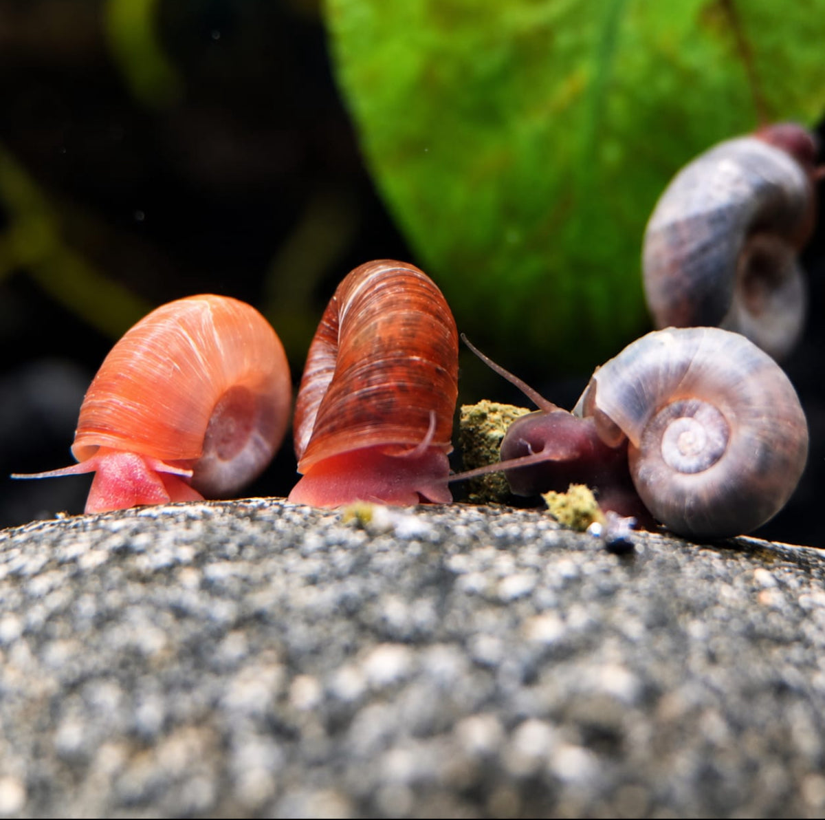 Posthornschnecke Mix 5 blau / 5 Rosa (10 Stück)
