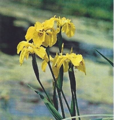 Sumpfschwertlilie, gelbe
