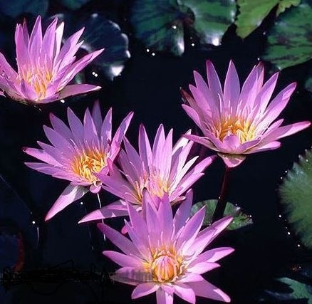 Nymphaea Ganna Walska