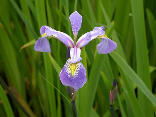 Sumpfiris, violettblaue