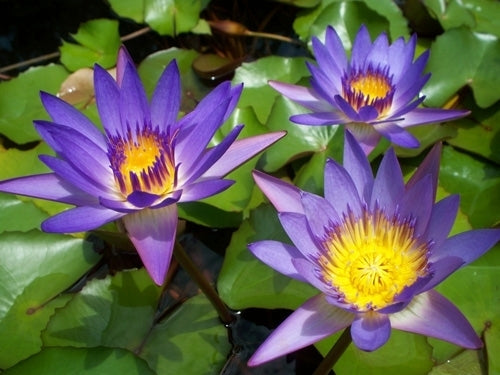Nymphaea Panama Pacific