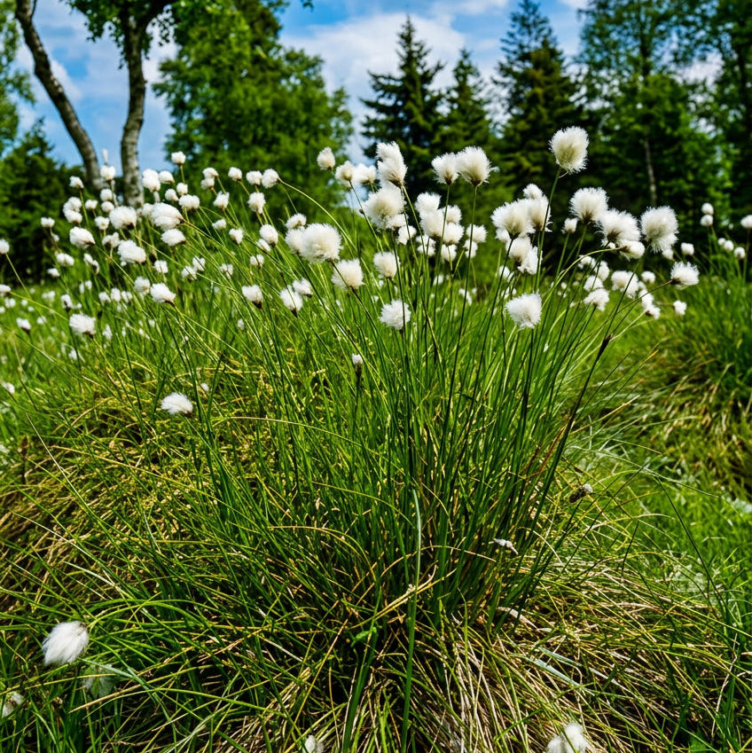 Wollgras, scheidiges