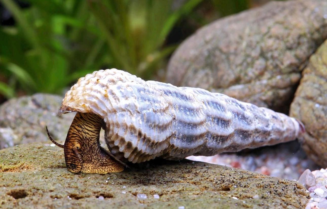Himalayan Turmdeckelschnecke Tylomelania marwotoae