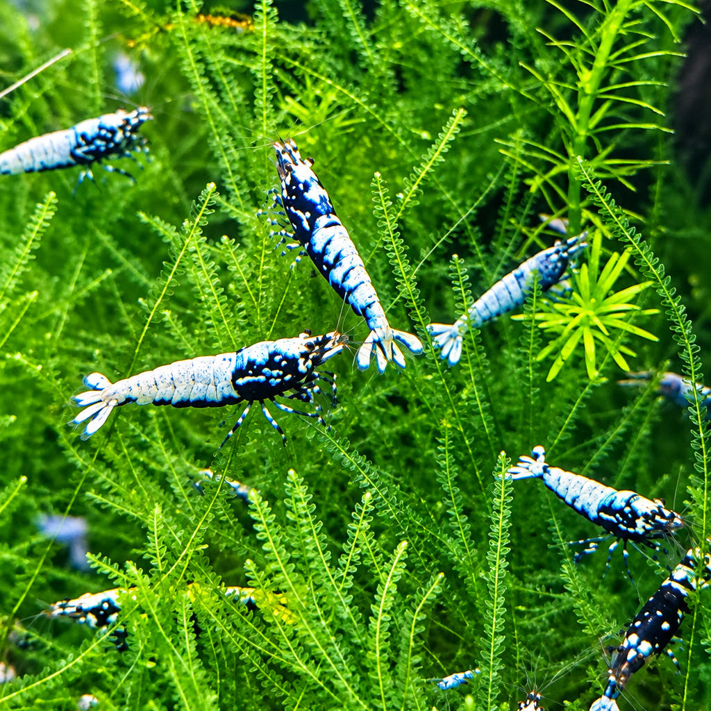 Boa Garnelen & Geschwistertiere – Caridina B-Grad