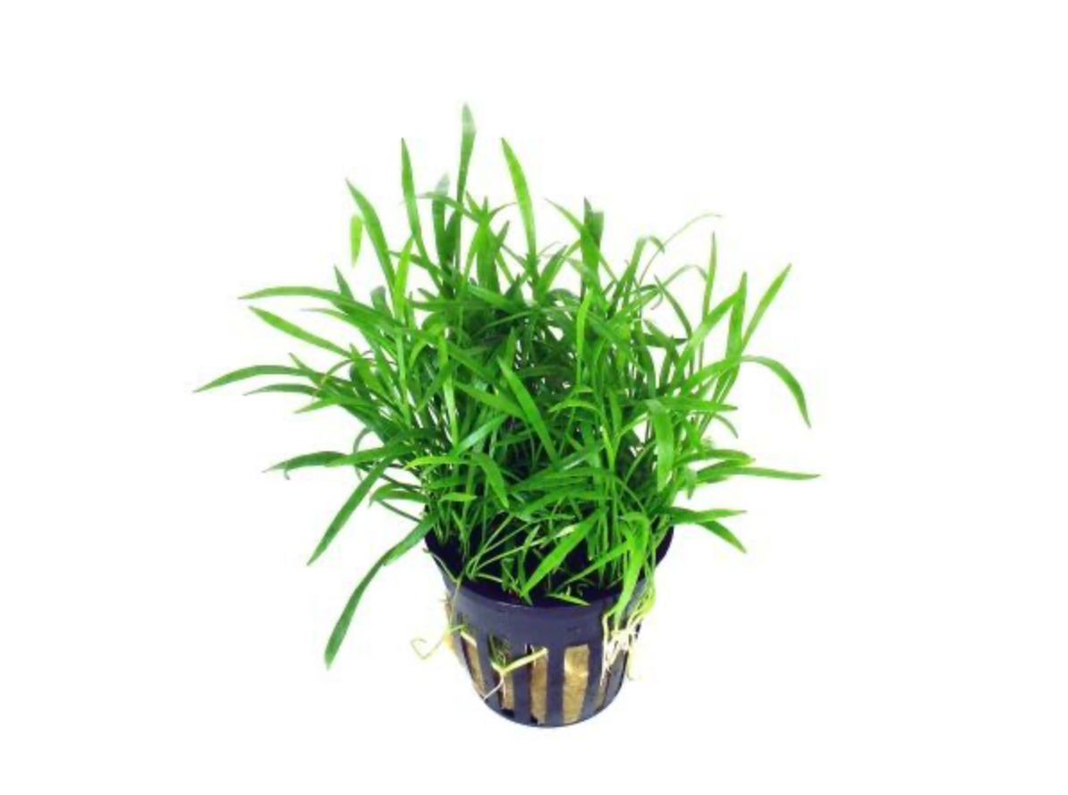 Neuseelandgras - Lilaeopsis novae zelandiae