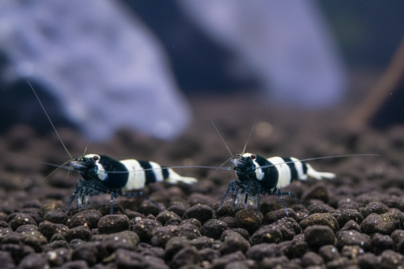 Black Bee - Caridina logemanni