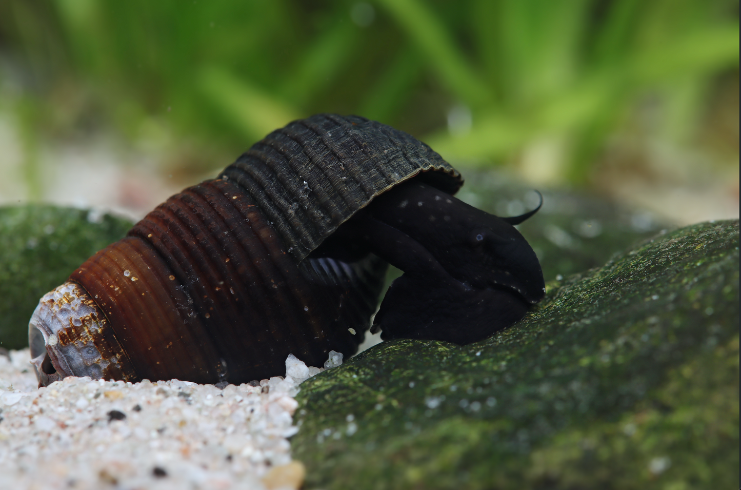 Tylomelania mini Black – Tylomelania towutica | Dunkle Turmdeckelschnecke für Aquarium & Sulawesi-Becken