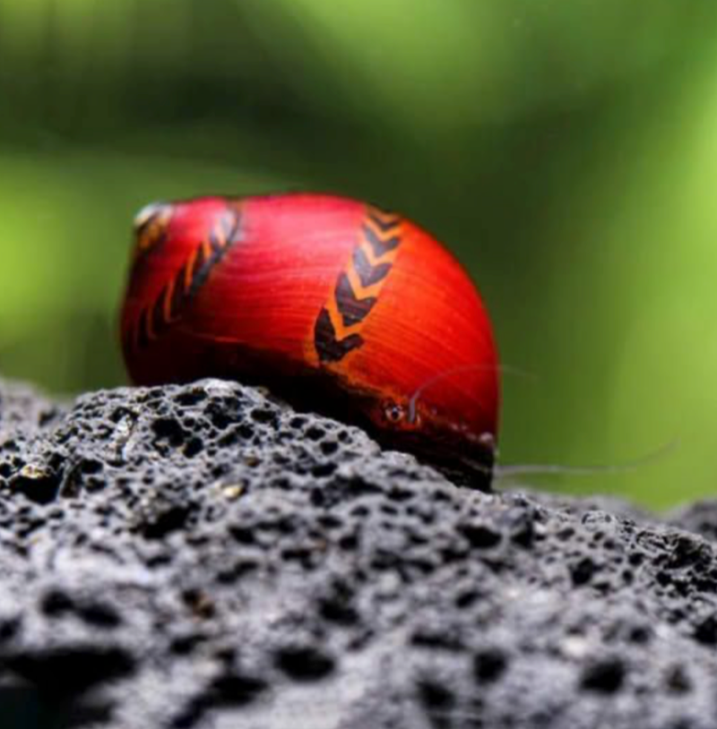 Super Red Rennschnecke - Deadpool Rennschnecke - Neritina Vittina
