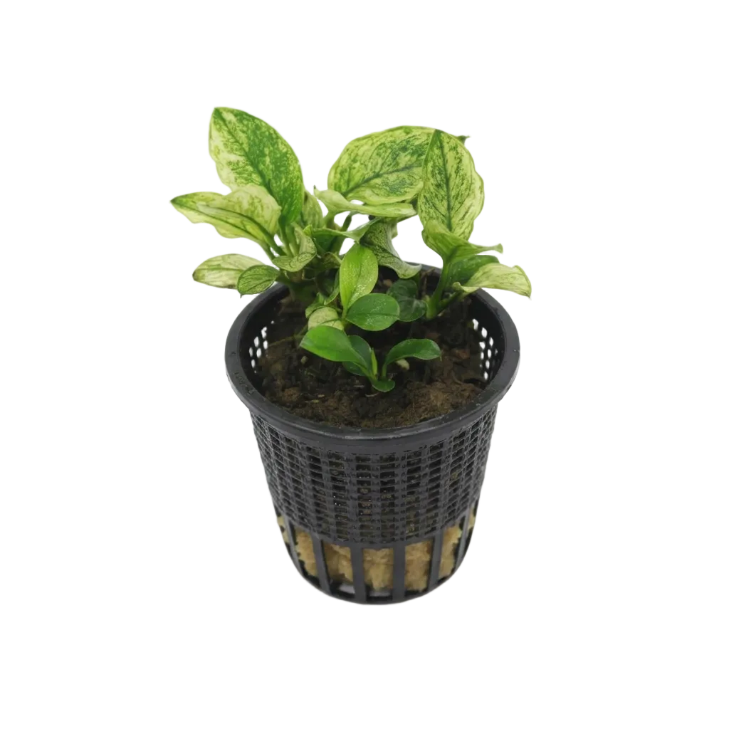 Anubias nana Pinto – Excellent cultivation