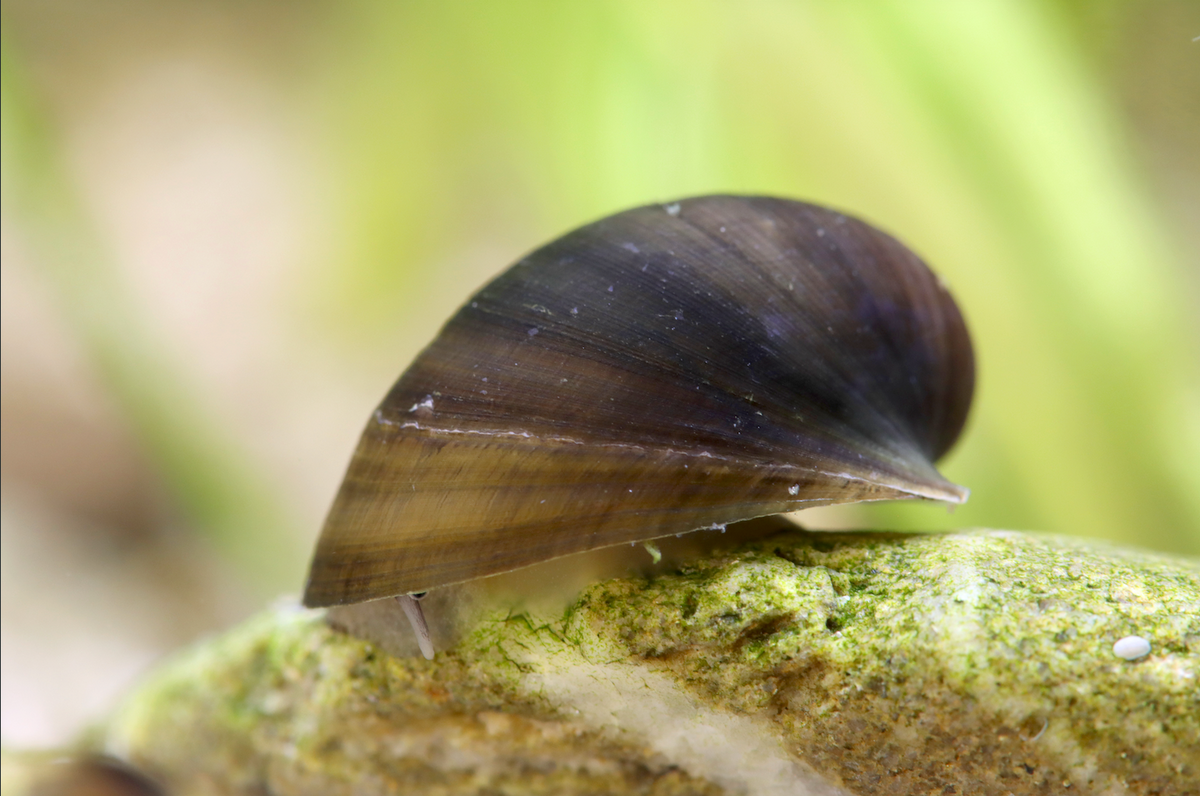 Batmanschnecke (Fledermausschnecke) - Neritpteron taitense