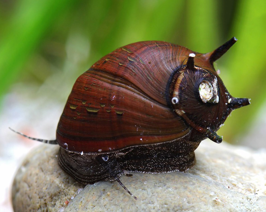 Schwarze Geweihschnecke - Clithon corona