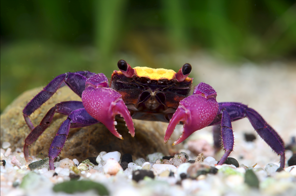 Vampirkrabbe "Orange black eye" - Geosesarma spec.
