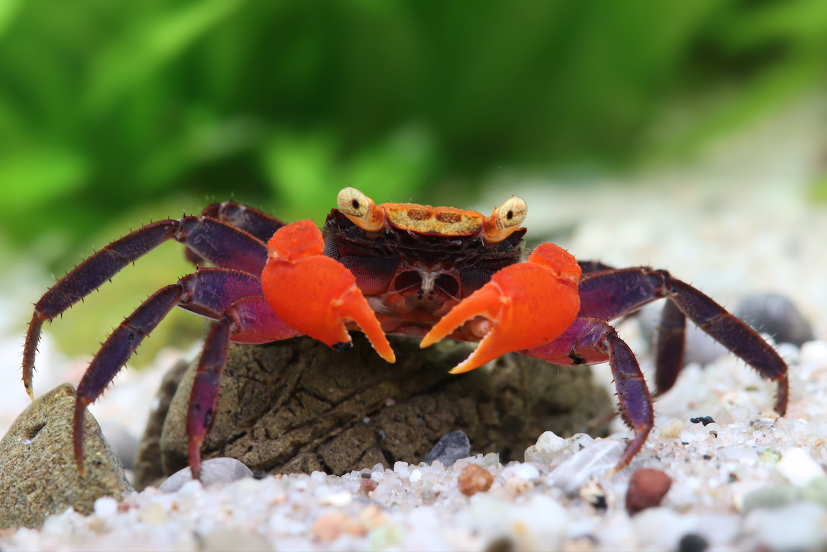 Vampirkrabbe "Golden Top" - Geosesarma sp.