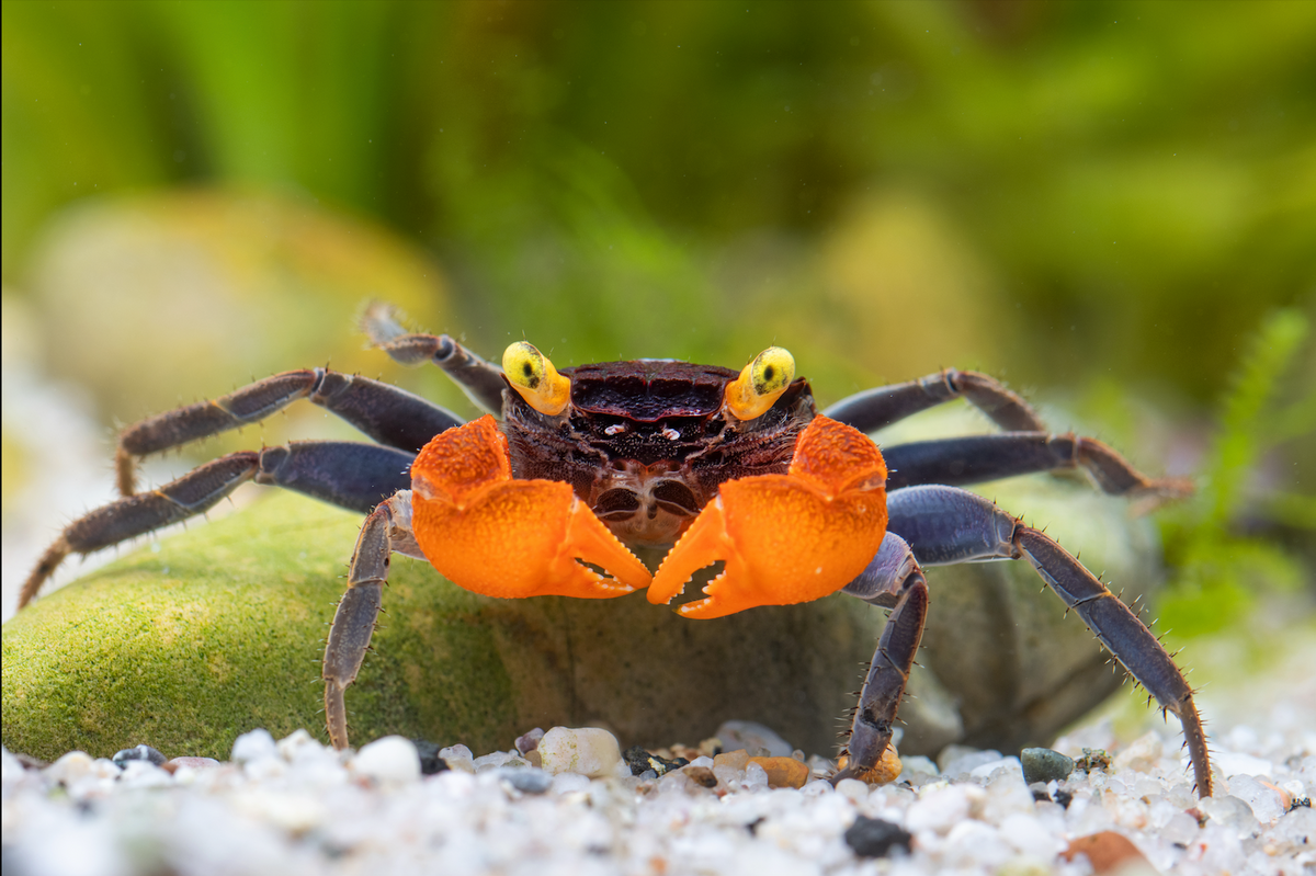 Vampirkrabbe – Geosesarma sp.