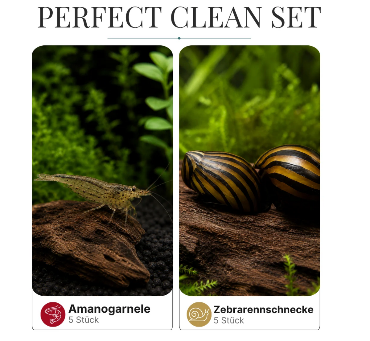 Perfect Clean Set 5 Amanogarnelen+ 5 Zebra Rennschnecken
