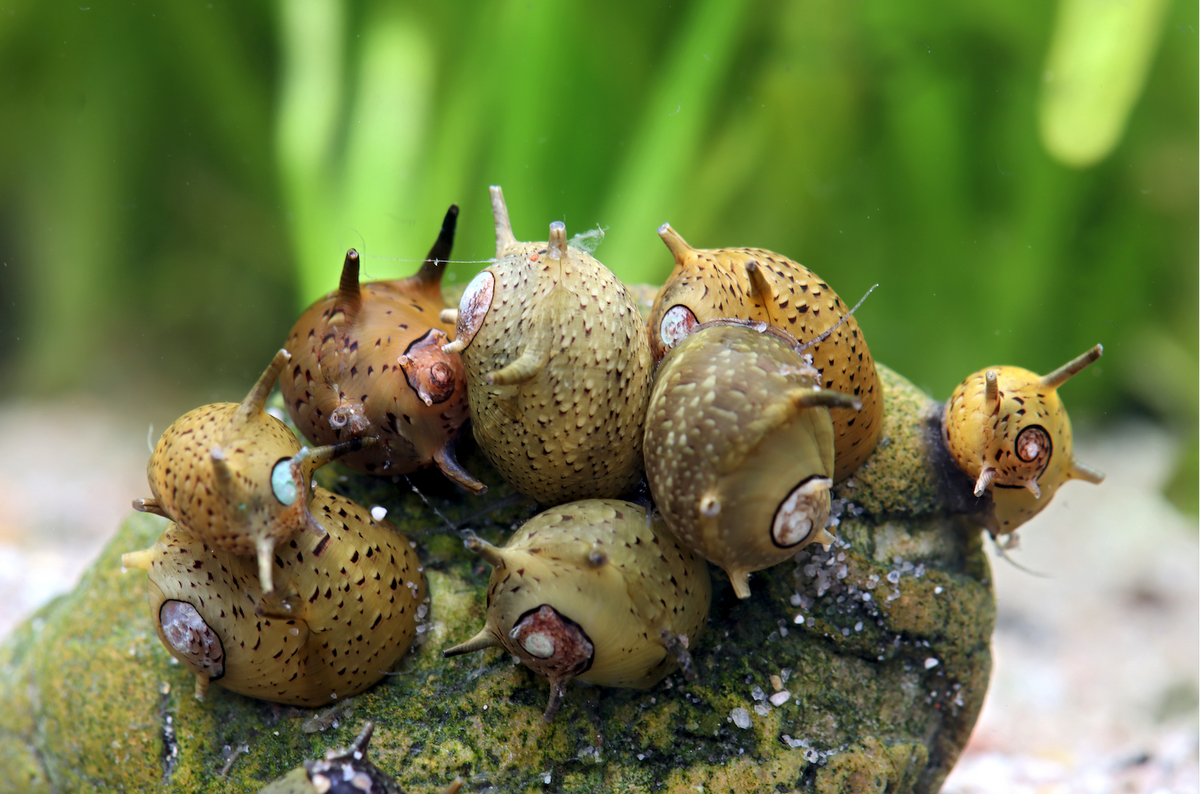 Grüne Geweihschnecke - Clithon corona