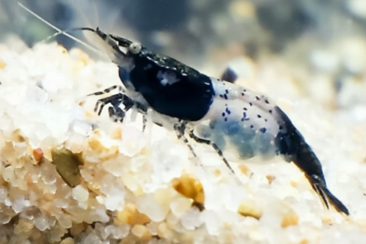 Zwerggarnele "Rili" Black - Neocaridina davidi