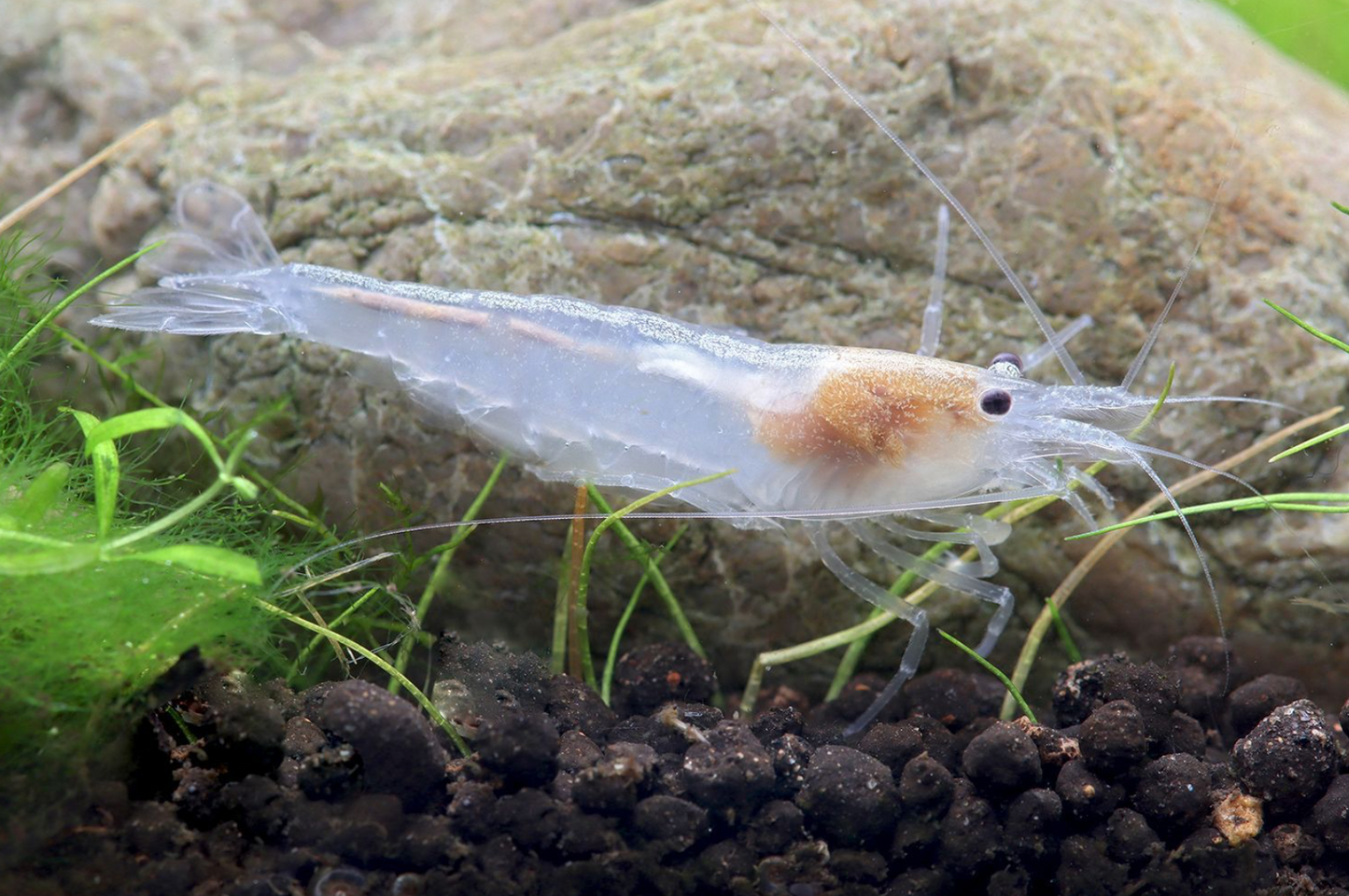 Snow Amanogarnele - Caridina multidentata "snow"