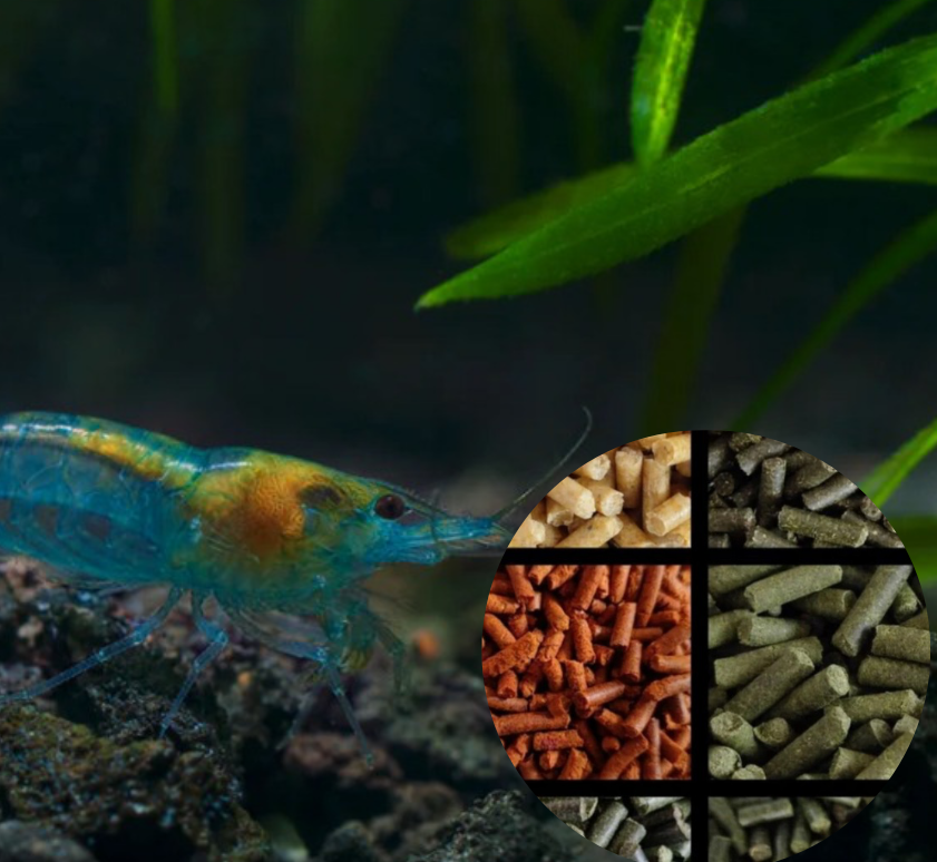 10 St. Blue Jelly Garnele - Neocaridina davidi + Gratis Garnelen Futtersticks â ZufĂ€lliger Mix (25 g)