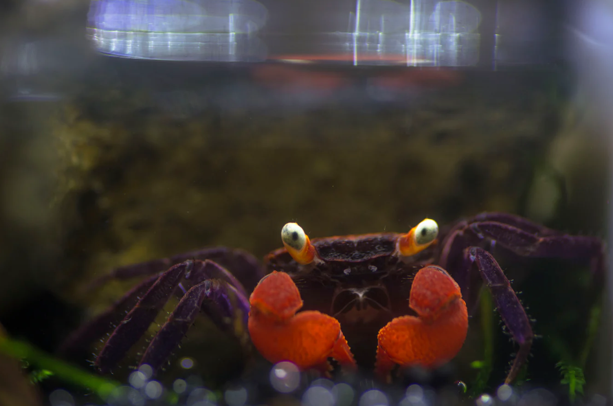 Crabe vampire "Feu" - Geosesarma hagen