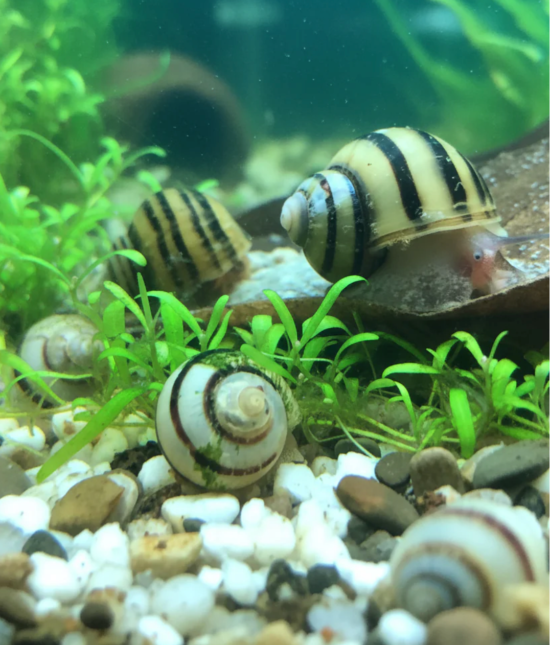Zebra Apple Snail