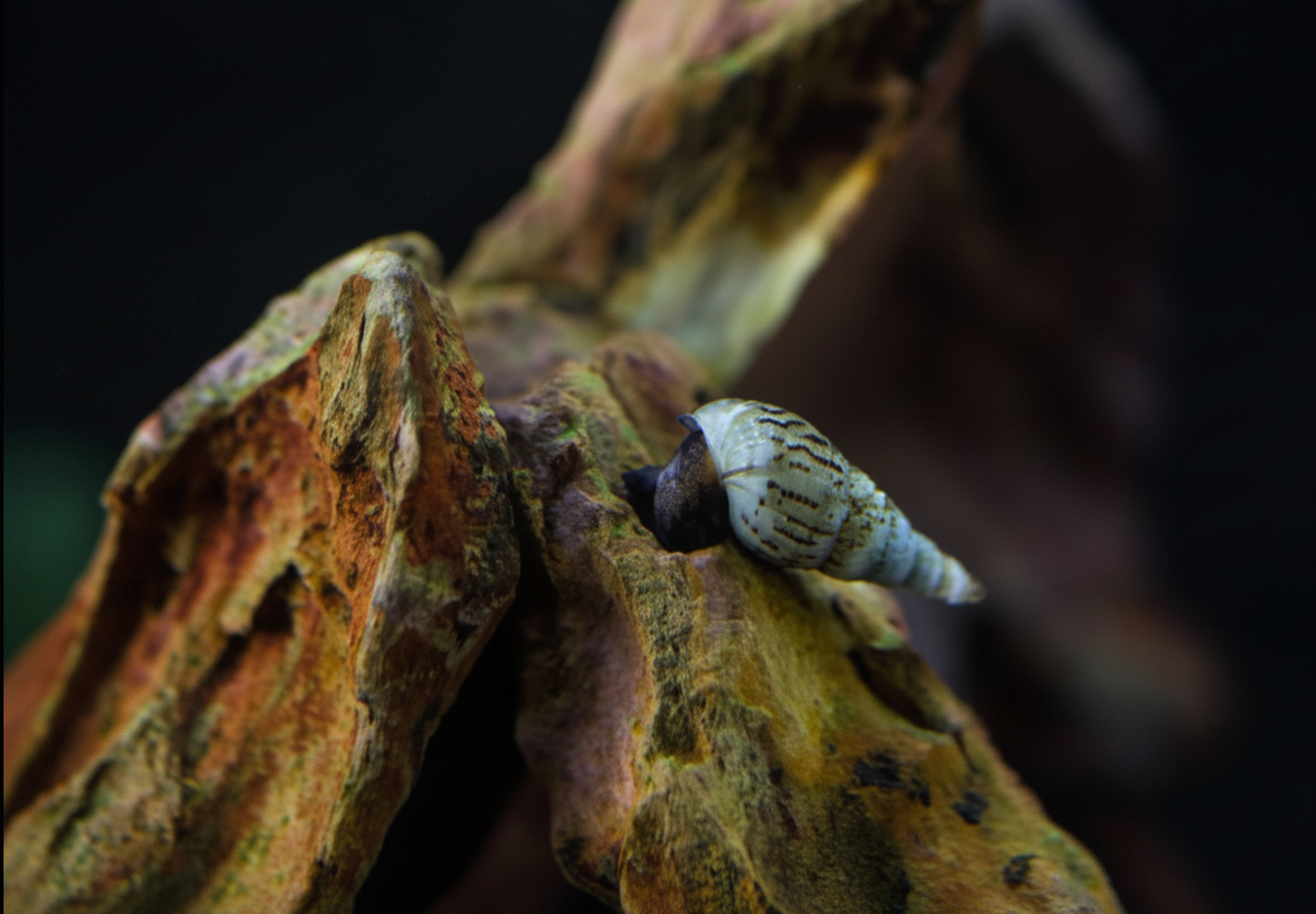 Indian Trumpet Snails