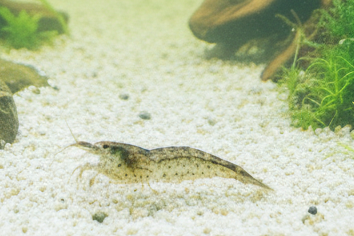 Crevette Amano - Taille XXL - Caridina multidentata 3,5 - 4 cm
