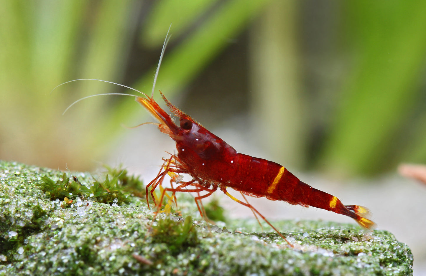 Sulawesi Blossum red - Caridina sp. (Lake Towuti)