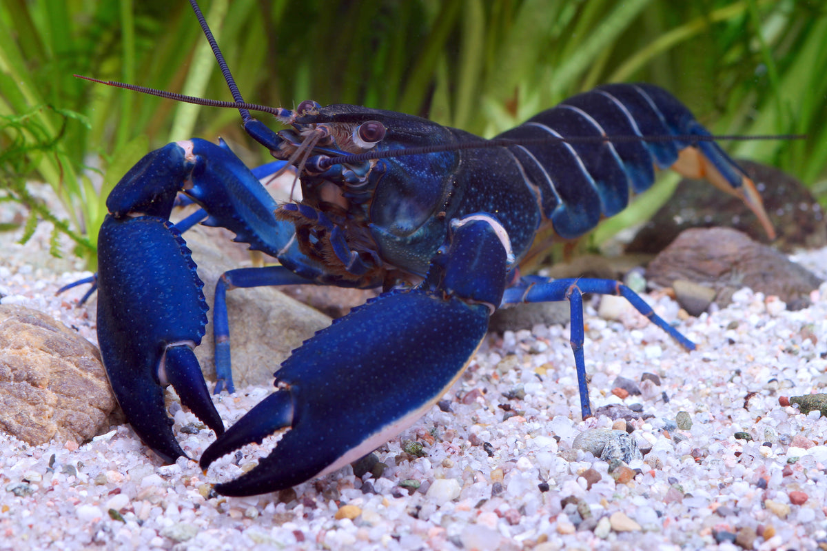 Dunkelblauer Krebs - Cherax sp. Blue Moon