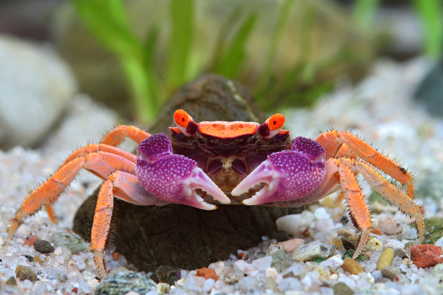 Vampirkrabbe „Vampir Disko“ – Geosesarma tiomanicum | Farbenprächtige Landkrabbe für Paludarium &Terrarium