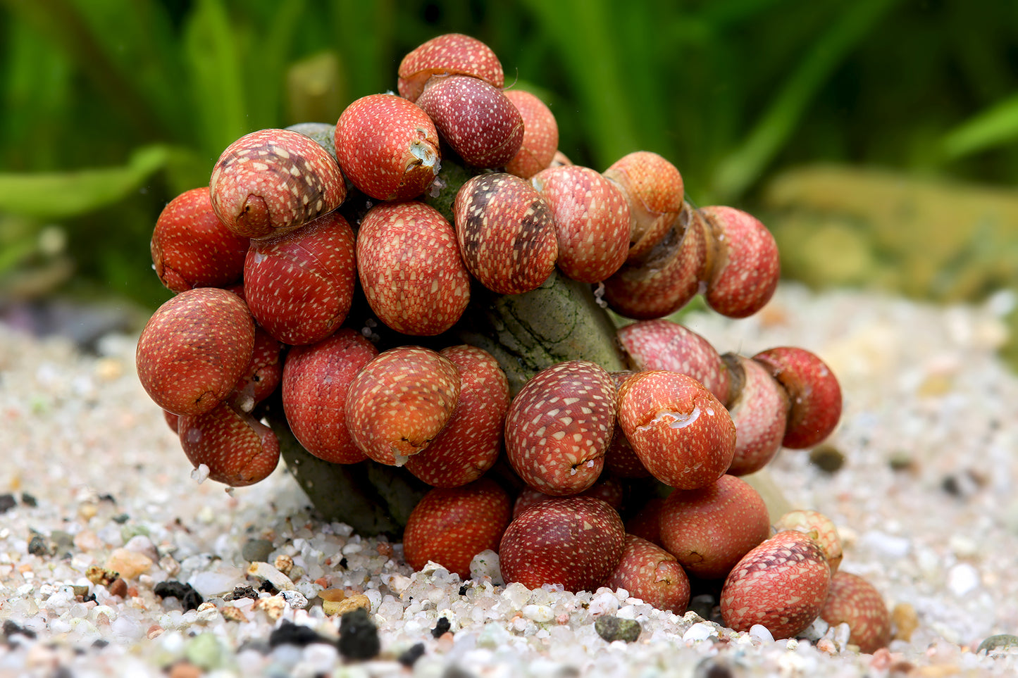 Pink Lady Schnecke - Clithon sowerbianum