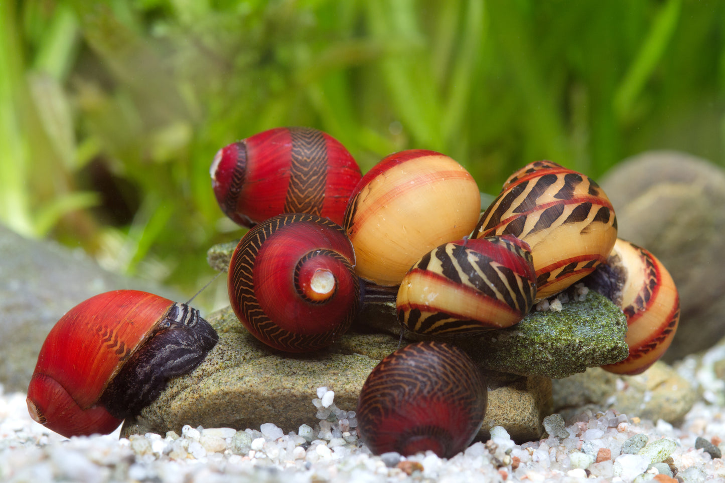 Rote Rennschnecke - Neritina (Vittina) waigiensis