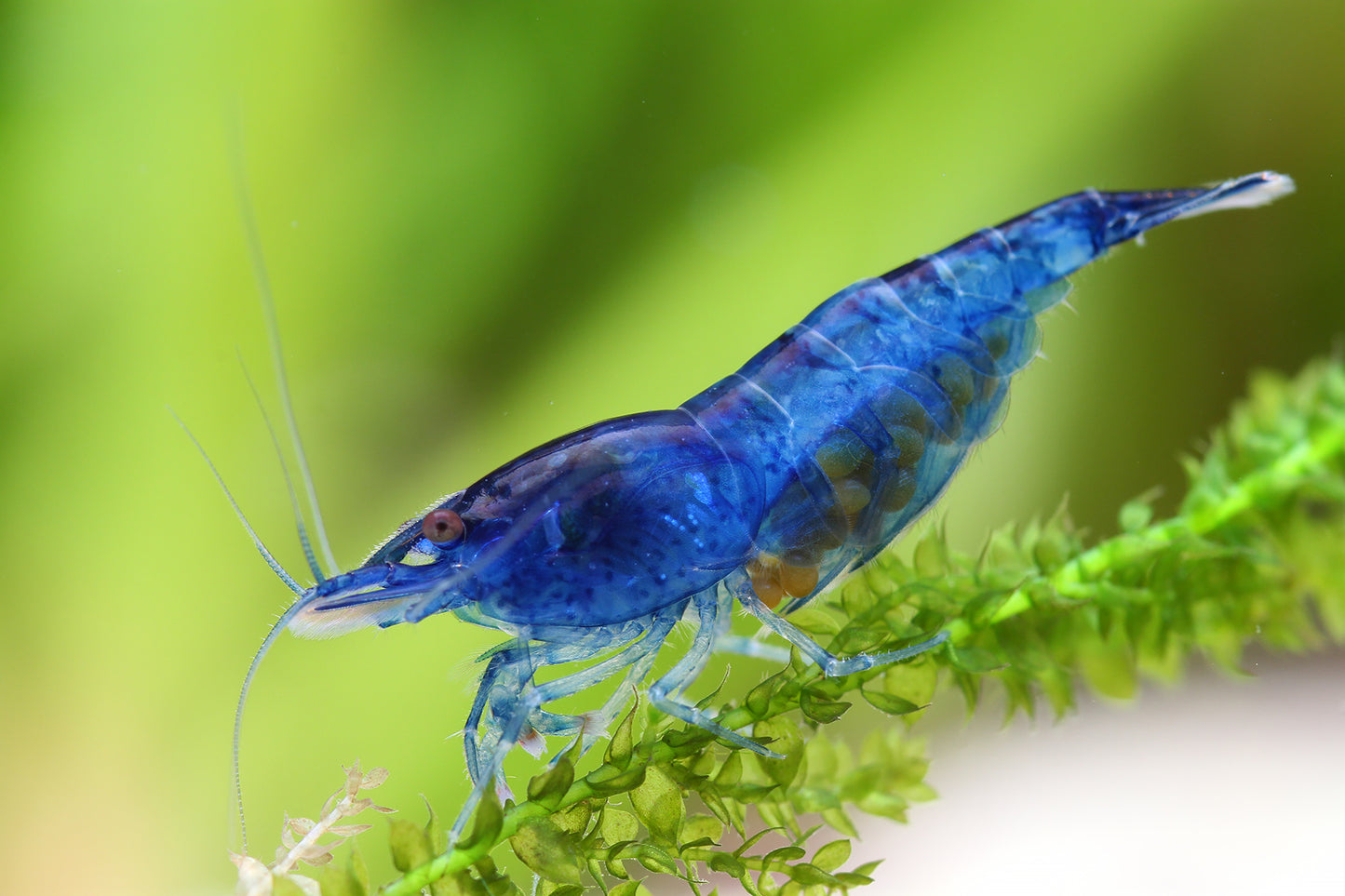 Zwerggarnele "Rili" Blue - Neocaridina davidi