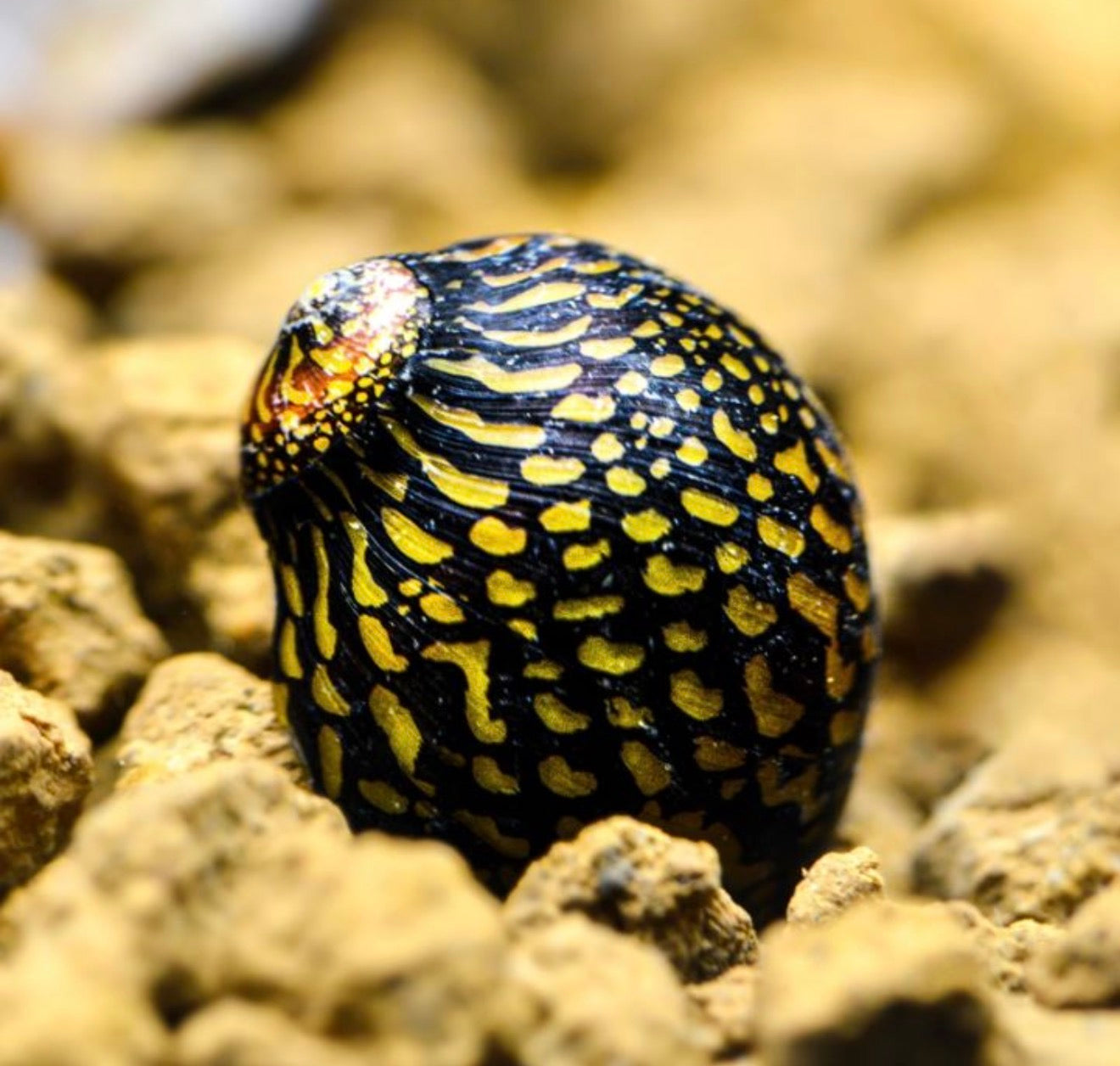 Batik Rennschnecke - Neritina sp.