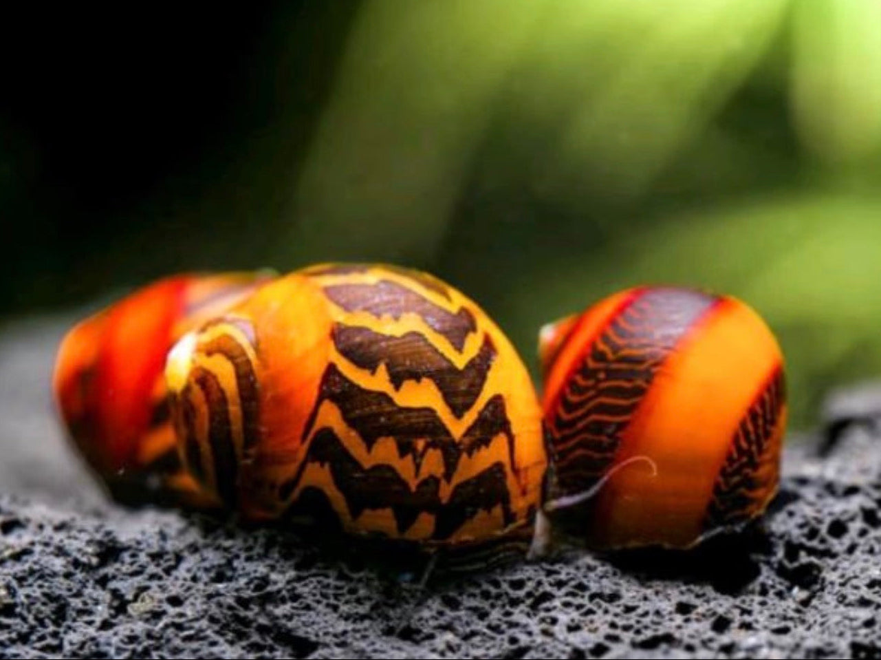 Rote Rennschnecke - Neritina (Vittina) waigiensis