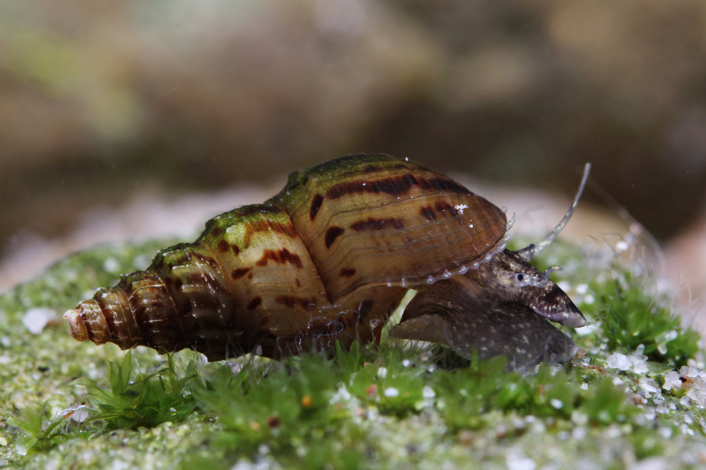 Genoppte Turmdeckelschnecke - Mieniplotia scabra