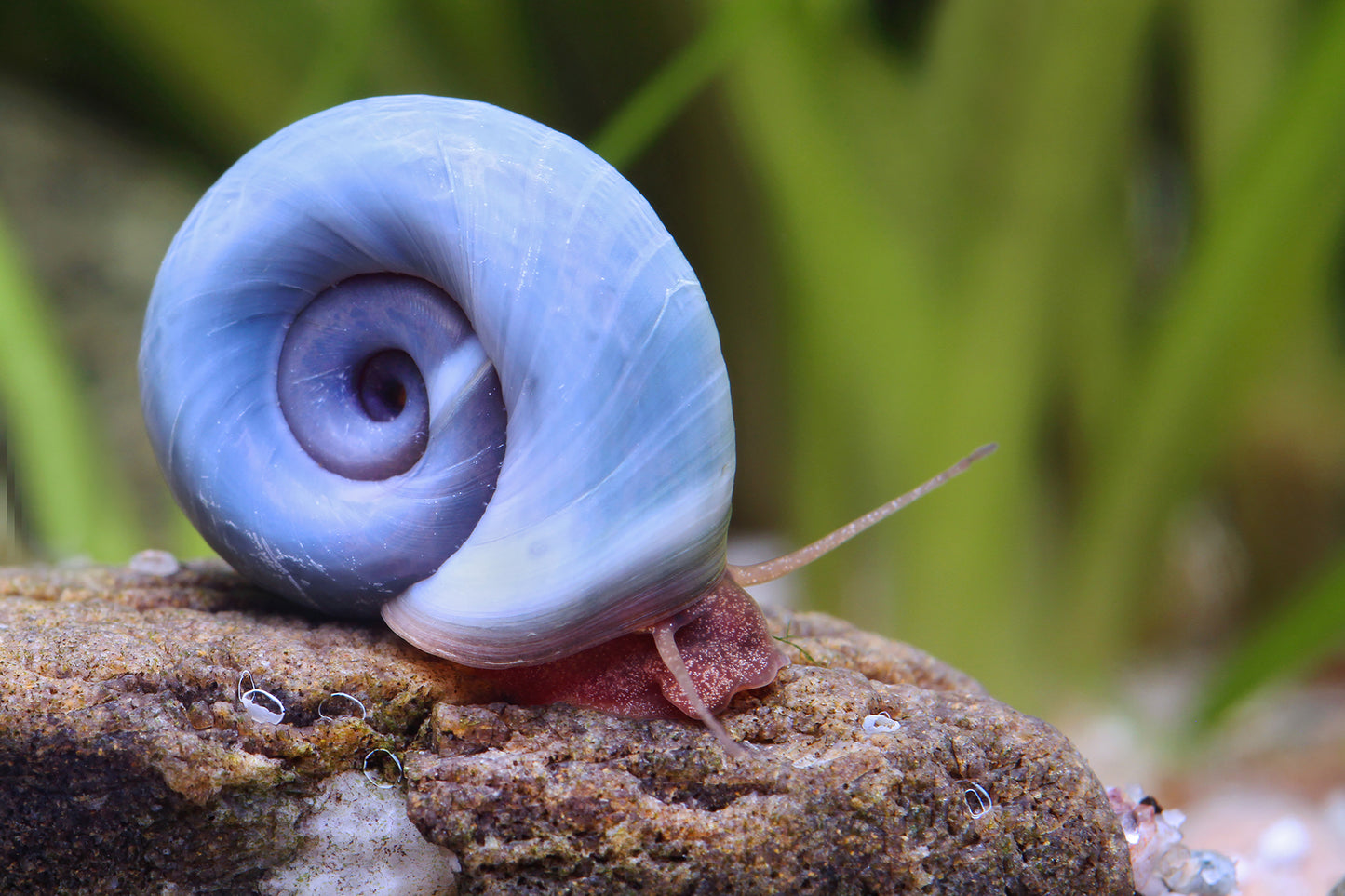 Blaue Posthornschnecke - Planorbella/Planorbis sp. (blau)