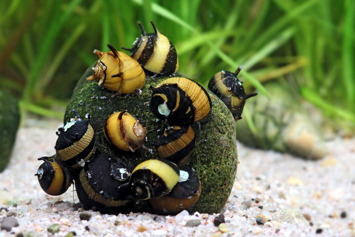 Geweihschnecke Sun