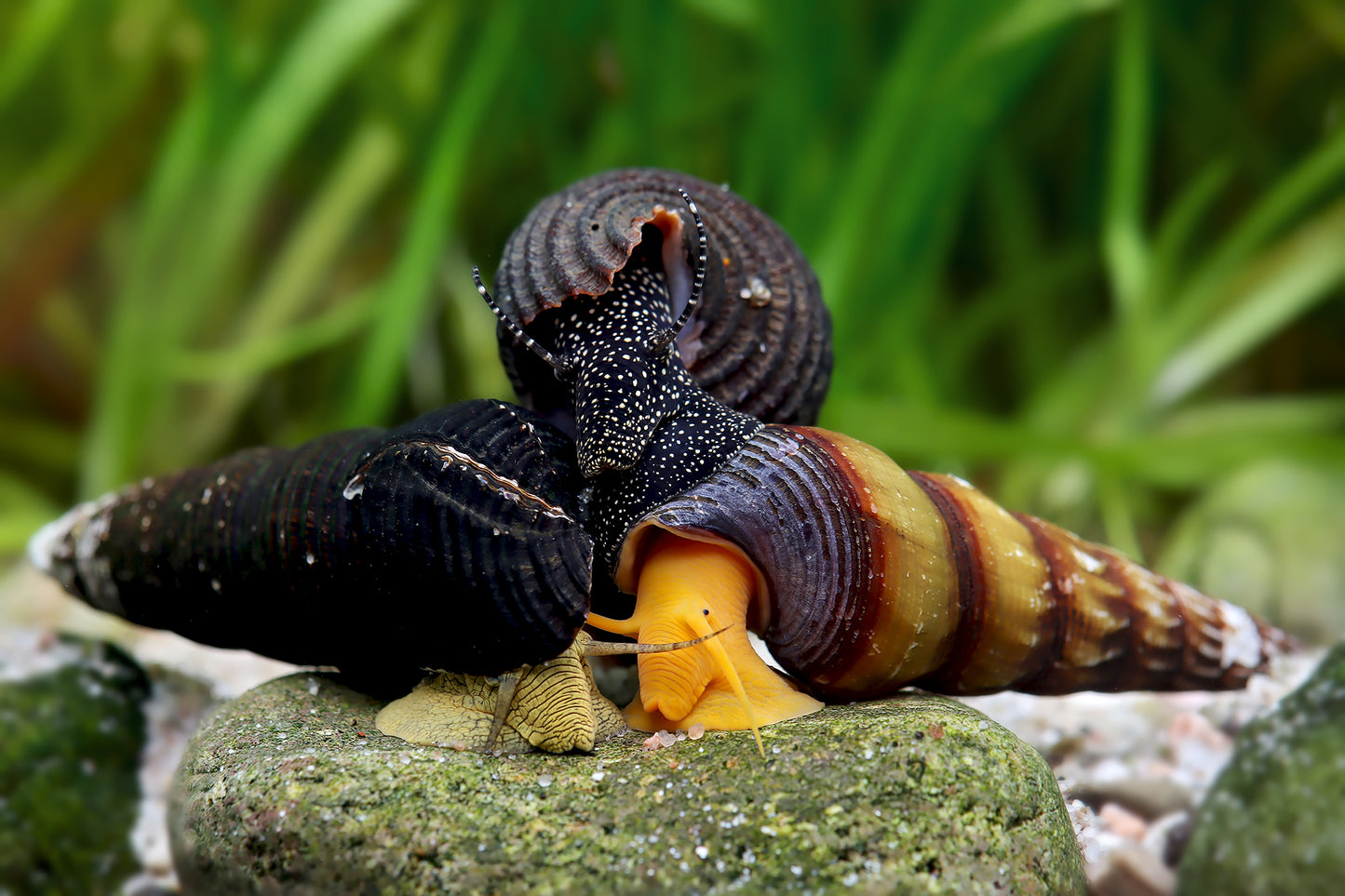 Tylomelania Mix - Tylomelania sp.
