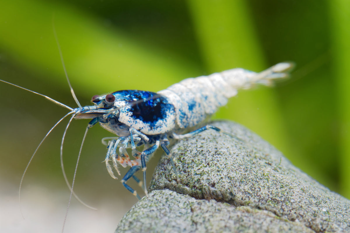Crazy Blue - Caridina High Great