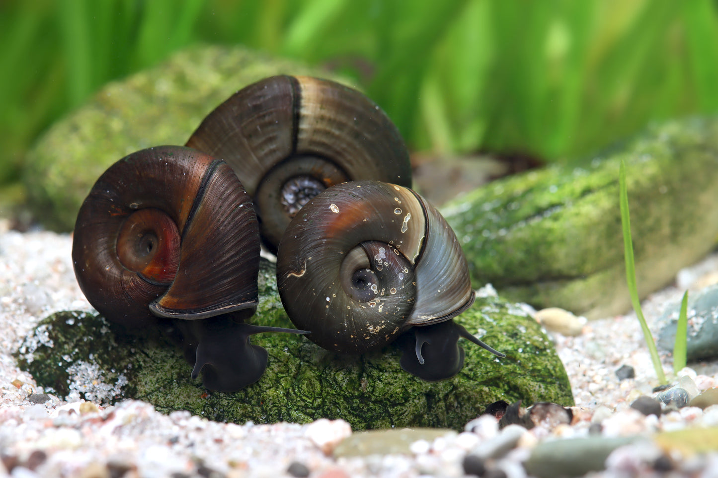 Braune Posthornschnecke