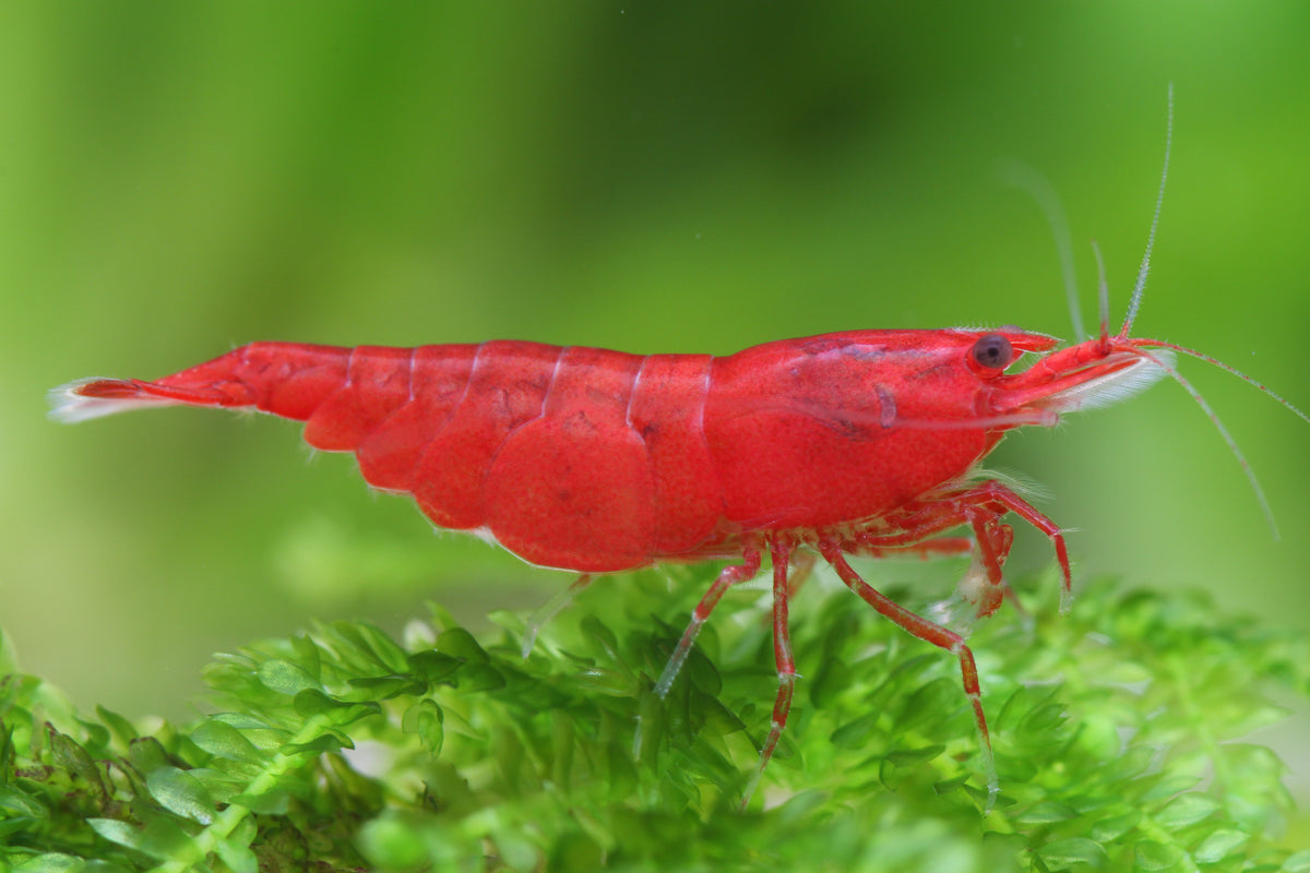 Bloody Mary Crevette - Neocaridina davidi