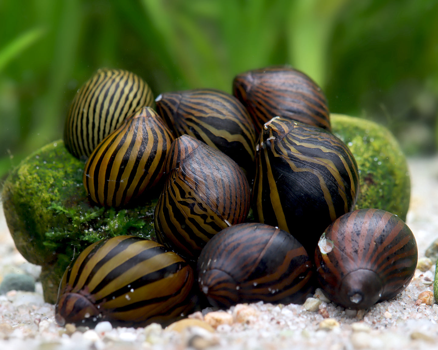 Zebra Rennschnecke - Mix 5 Stück