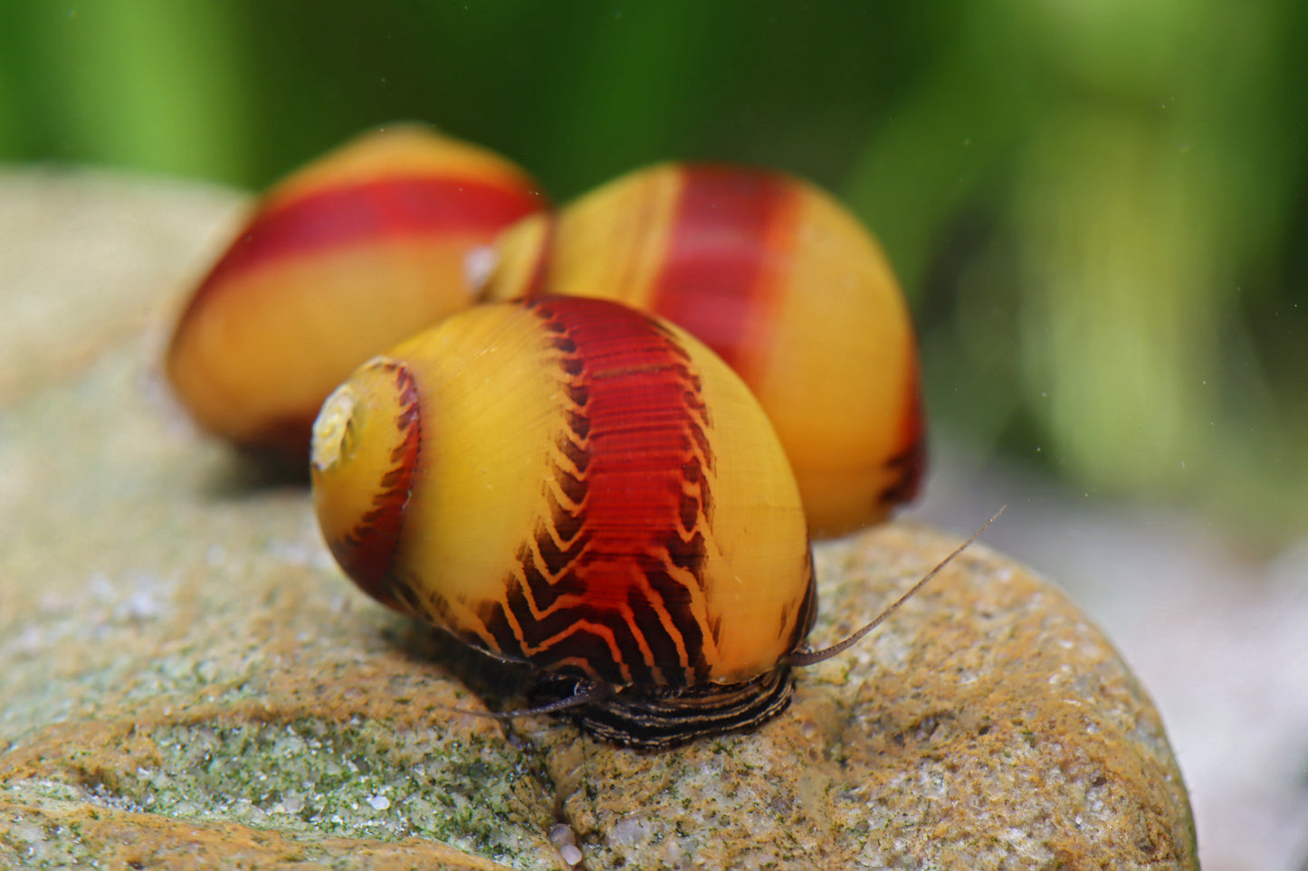 Red / Yellow stripe Rennschnecke - Vittina waigiensis