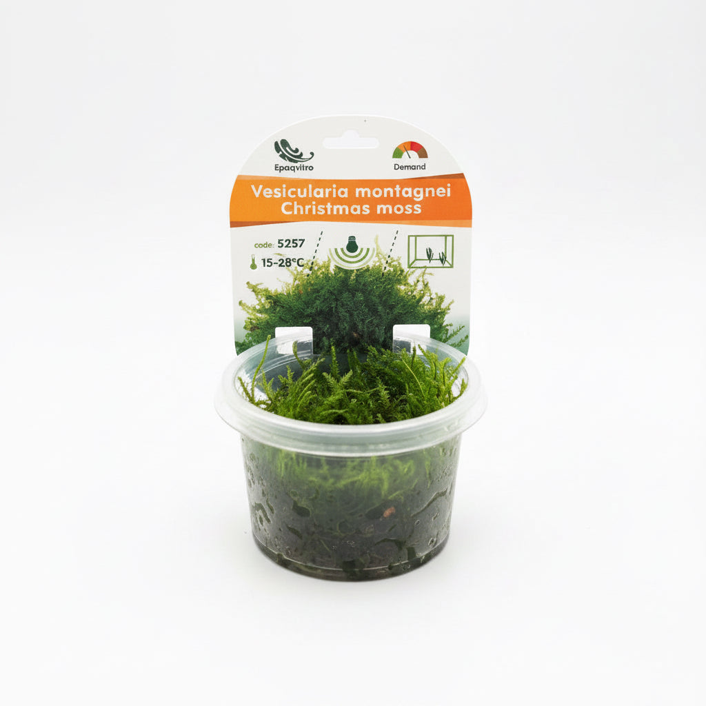 Vesicularia montagnei InVitro Christmas Moos Aquarienpflanze